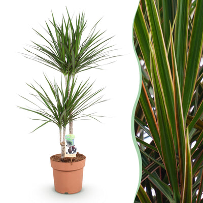 Drachenbaum (Dracaena Marginata) – pflegeleichte Zimmerpflanze, 90-100 cm