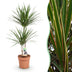 Drachenbaum (Dracaena Marginata) – pflegeleichte Zimmerpflanze, 90-100 cm Bild 1