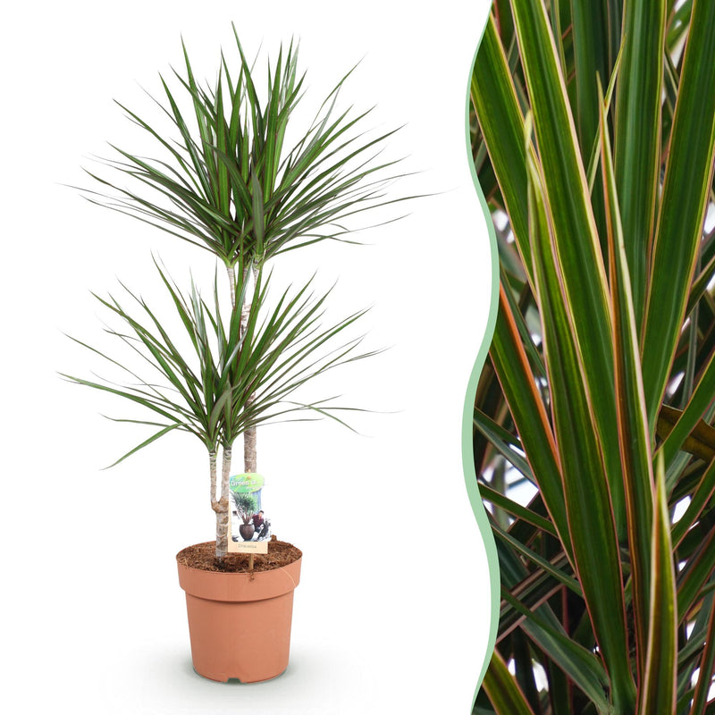 Drachenbaum (Dracaena Marginata) – pflegeleichte Zimmerpflanze, 90-100 cm