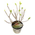 Strong Annabelle Hydrangea in 19cm Pot – White Blossom Splendor Bild 1