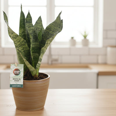 Sansevieria Black Coral: Elegante Zimmerpflanze, Ø12cm, H35cm
