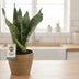 Sansevieria Black Coral: Elegante Zimmerpflanze, Ø12cm, H35cm Bild 2