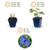 Green boutiQ - Perennial - Geranium Johnson's Blue - Crane's-bill - Groundcover - Blue - 24 Plants - Pot 11cm - Height 15-25cm Bild 4