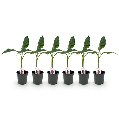 Winterharte Bananenpflanze 'Red Tiger' (6er Set) - Exotik für Ihren Garten