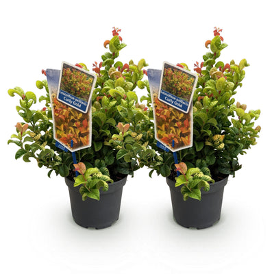 Leucothoe Curly Gold – Immergrüner Strauch, 2 Pflanzen, Topf 17cm