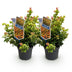 Leucothoe Curly Gold – Evergreen Shrub, 2 Plants, 17cm Pot Bild 2