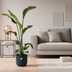 Strelitzia Nicolai & elho Pot Set – Tropical Beauty for Your Home Bild 2