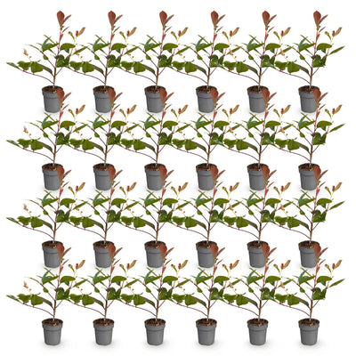 Green boutiQ - 24x Photinia fraseri Red Robin - Glanzmispel - Hedge Plants - Evergreen - Red - 9cm Pot - Height 25-35cm