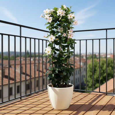 Mandevilla Sundaville White im Rankturm - Ø24cm, ↕95cm