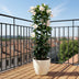Mandevilla Sundaville White im Rankturm - Ø24cm, ↕95cm Bild 2