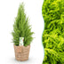 Cupressus Gold Crest Wilma: pflegeleichte Zimmerkonifere im Topf (21cm) Bild 1