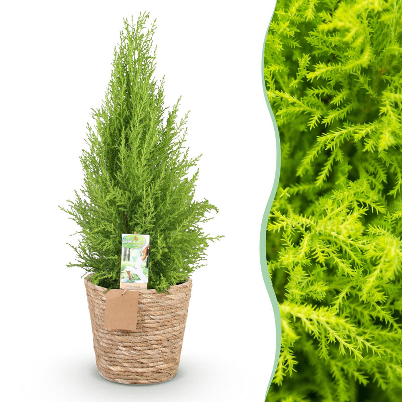 Cupressus Gold Crest Wilma: pflegeleichte Zimmerkonifere im Topf (21cm)