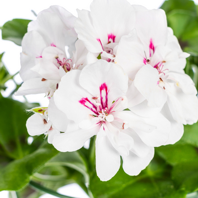 8x Hänge-Geranien 'Weiß' Ø12 cm - Kaskadenblüher für Ihren Garten