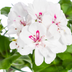 8x Hanging Geraniums 'White' Ø12 cm - Cascading Flowers for Your Garden Bild 2
