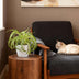 Green BoutiQ Chlorophytum comosum Bonnie Lockige Graslilie 2 Pflanzen Bild 5
