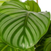 Calathea Orbifolia Ø17cm - Große, silbrig-grüne Blätter - 40-50cm Bild 5