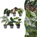 6x Baby Alocasia: Rot, Grün, Schwarz, Silber, Grau - Ø6cm Bild 2