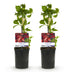 GreenboutiQ Wilde Wein 'Engelmannii' - 2x Kletterpflanze, Rotfärbung Bild 2