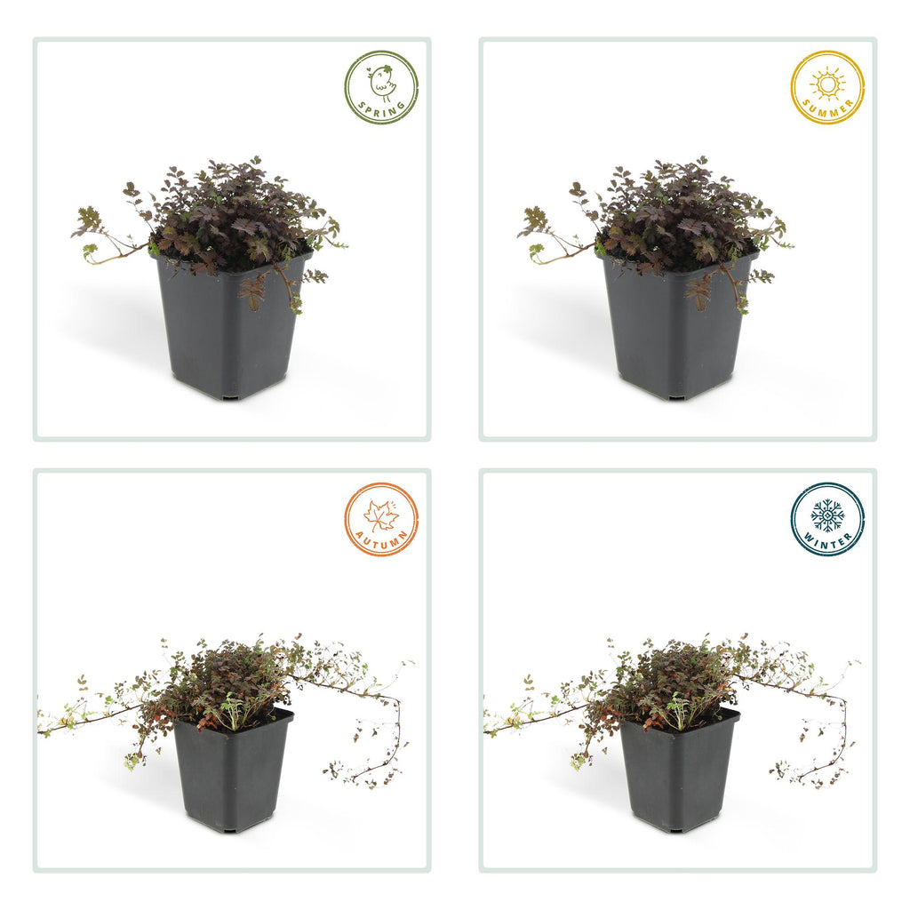 12x Acaena microphylla 'Kupferteppich' - Bodendecker 10-25cm