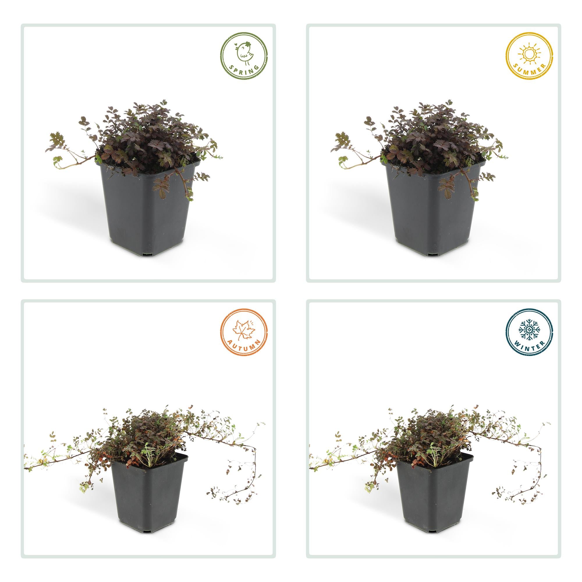 12x Acaena microphylla 'Kupferteppich' - Bodendecker 10-25cm