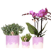Kolibri Company | Bloom Purple Plant Set | Violet Vienna Orchid + Green Plants incl. Planters Bild 1