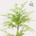 Künstlicher Sophora Baum (Honigbaum), 140 cm – Stilvolle Deko ohne Pflege Bild 3