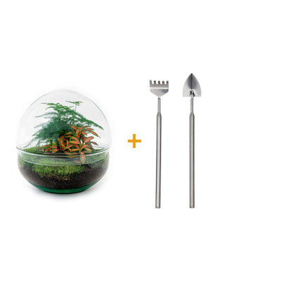 Flaschengarten Roter Kuppel DIY: Mini-Biotop mit Fittonia & Spargel
