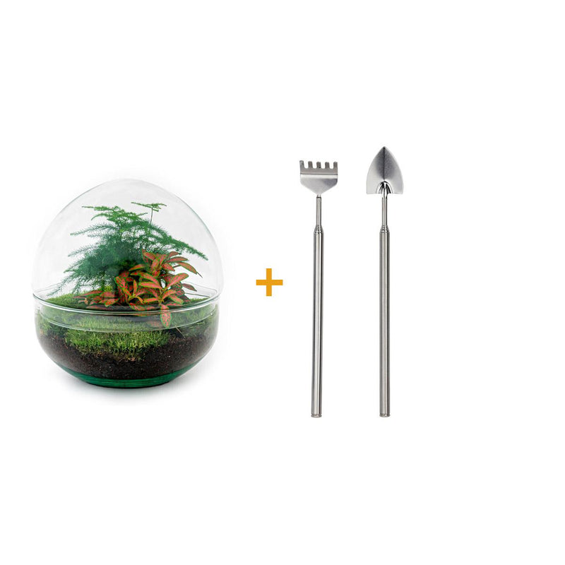 Flaschengarten Roter Kuppel DIY: Mini-Biotop mit Fittonia & Spargel
