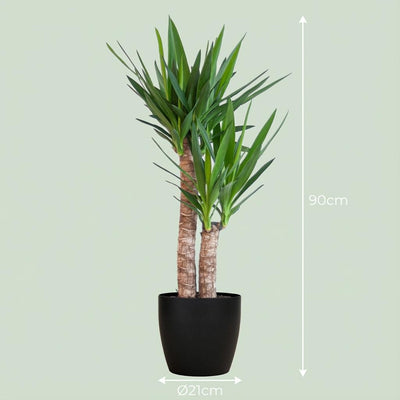 Yucca Elephantipes, 90cm, im schwarzen Bio-Topf