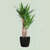 Yucca Elephantipes, 90cm, im schwarzen Bio-Topf Bild 2