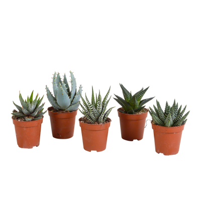Gasteria/Haworthia-Mischung (5x) - Kakteen und Sukkulenten