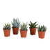 Gasteria/Haworthia-Mischung (5x) - Kakteen und Sukkulenten Bild 1