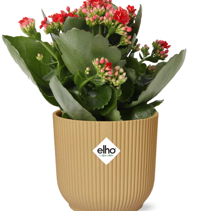 Kalanchoe Rosalina Don Justino Rood + ELHO Vibes Fold 14cm geel