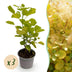 Cotinus coggygria Golden Spirit: 3x Gelber Perückenstrauch, Topf 12cm Bild 1