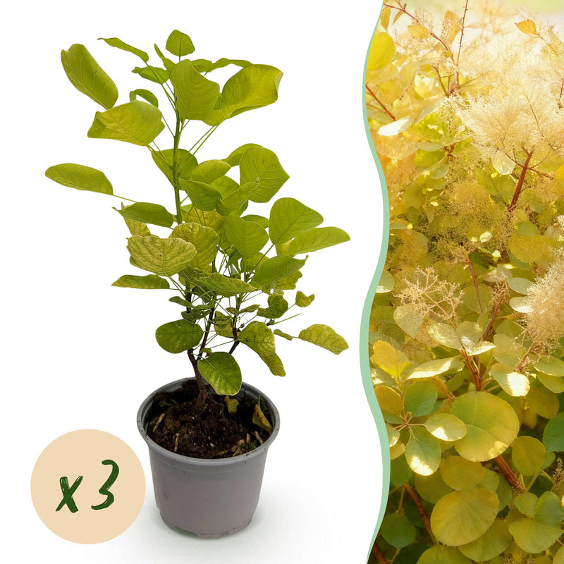 Cotinus coggygria Golden Spirit: 3x Gelber Perückenstrauch, Topf 12cm