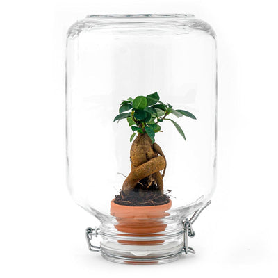 Easyplant Ficus Ginseng Bonsai – Zimmerpflanze für wenig Pflege