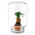 Easyplant Ficus Ginseng Bonsai – Zimmerpflanze für wenig Pflege Bild 1