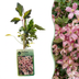 Clematis 'Marjorie' – Rosa Kletterpflanze, Ø9cm, Höhe 35cm Bild 1