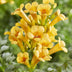 Campsis Summer Jazz 'Gold Trumpet' Gelb - Trompetenblume, 65cm Bild 4