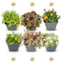 24x - Alpine mix - Ø7cm - ↕10-12cm Bild 1