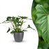 Philodendron Lacerum Houseplant with Pot 65cm Bild 1