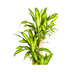 Dracaena Fragrans Massangeana Ø30cm - ↕170-190cm Bild 4