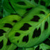 Green boutiQ - Zimmerpflanze - Maranta Fascinator Kerchoveana - Gebetsblatt - Haustierfreundlich - Grün - 4 Pflanzen - Topf 12cm - Höhe 30-35cm Bild 4