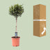 Gewöhnliche Olive (Olea) - Ø22cm, 100cm hoch, sonnenliebend Bild 4