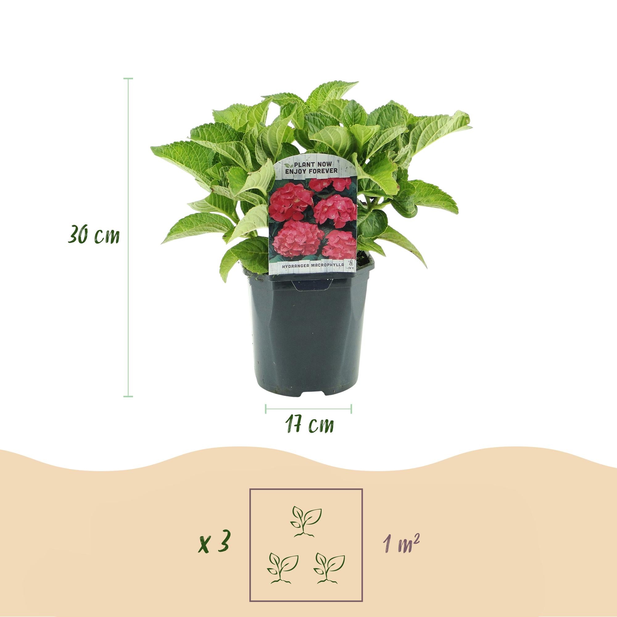 GreenboutiQ - Hortensie - Hydrangea macrophylla Rot - Blume Rot - 3 Pflanzen - 1 m2 - Laubabwerfend - Wenig Pflege - Topf 17cm Höhe 30cm