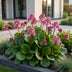 Green boutiQ - Stauden - Bergenia cordifolia - Herzblatt - Schatten - Rosa - 24 Pflanzen - Topf 11cm - Höhe 15-25cm Bild 6
