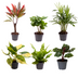 Baby Plant Surprise Box: 6 Mini Plants in Ø6cm Pots Bild 1