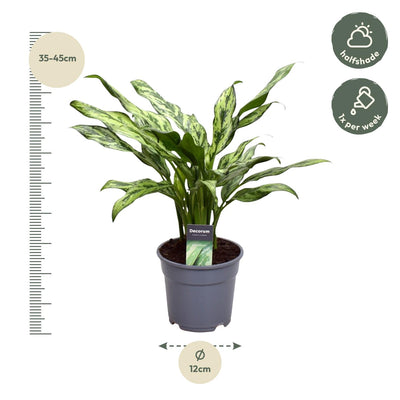 Aglaonema Juliette - 40 cm Topf ø12