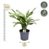 Aglaonema Juliette - 40 cm Topf ø12 Bild 2