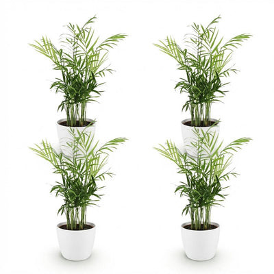 Green boutiQ Goldpalme (Chamaedorea elegans) - 4 Pflanzen, Topf 12cm